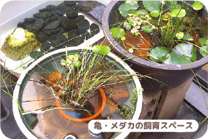 亀・メダカの飼育スペース